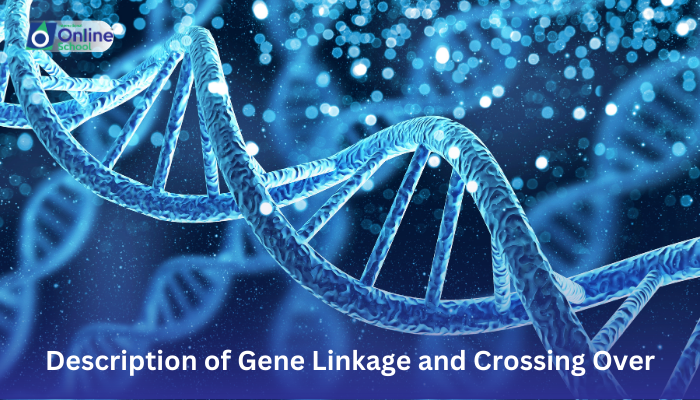 Lesson 24: Description of Gene Linkage and Crossing Over